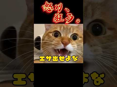 エサが出なくて『怒り狂っちゃう猫』はコチラですwww #shorts #cat #猫