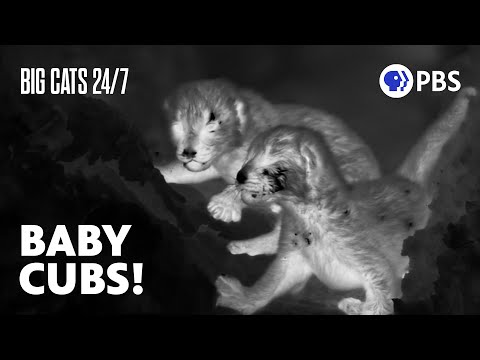 Night Cameras Offer Rare Glimpse Into Leopard Den | Big Cats 24/7 | PBS