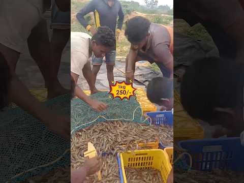 కొత్త కోడూరు సముద్రం రొయ్యలు250/ #yt #ytshorts #ytindia #ytshort #prawns #india #streetfood #ytviral