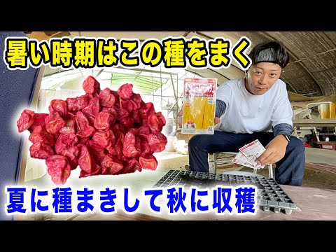 【秋とうもろこし】夏に種まきして秋に収穫すると甘い実ができます