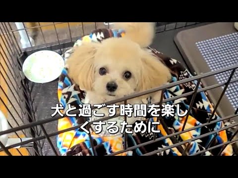 犬と過ごす時間を楽しくするために知っておきたい、犬の色覚の秘密！【犬の豆知識】