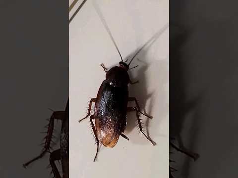 Massive 3-inch Cockroach Spotted Scaling Honda