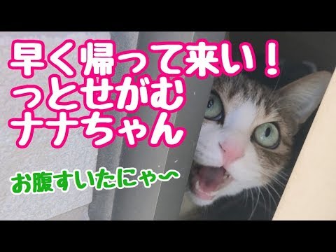 寂しがり屋な　ネコ