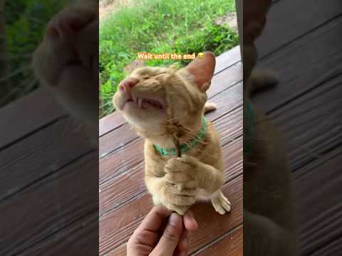 ส้มซ่าท้าให้คุณลอง #ไม่ใช่มะม่วงก็ร่วงำด้ 😂 #happycats #asmr #orangecats