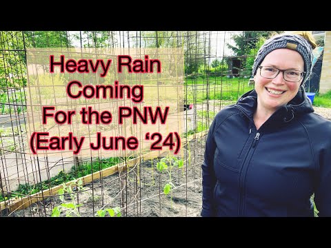 How to Protect Tomatoes with Heavy Rains Expected | PNW Zone 8b