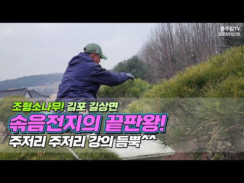 조형소나무 강화 길상면! 솎음전지의 끝판왕.. 주저리 주저리 강의 듬뿍 / the action of trimming pine trees