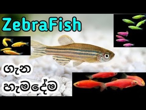 🔰zreedra මාළු ගැන හැමදේම සිංහලෙන්/zreedra fish care in sinhala🐠like andsubscribe my channel.😉