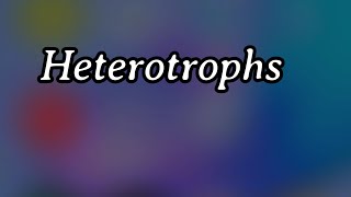 Heterotrophs