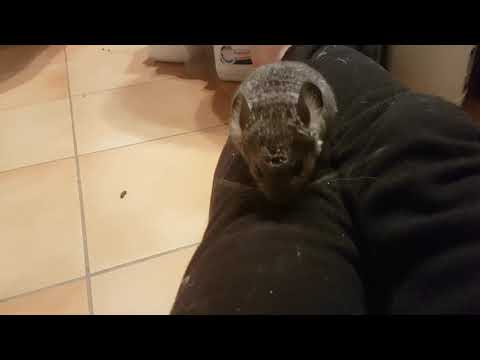 5 week old chinchilla playtime