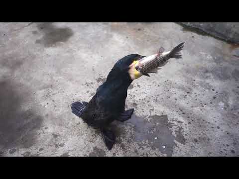 Cormorant swallows two fish bigger than its head