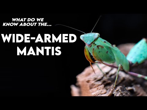 Husbandry and facts about the Cilnia humeralis (Wide-armed mantis) [HUSBANDRY]