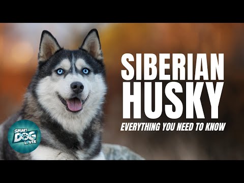 Siberian Husky Dogs 101:  Everything You Need To Know