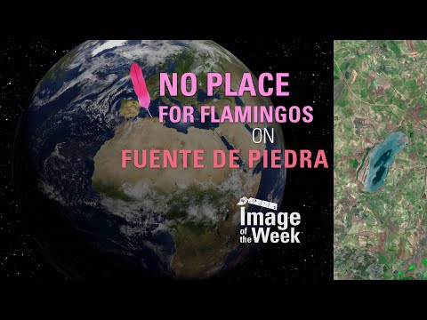 No Place for Flamingos on Fuente de Piedra (Image of the Week)