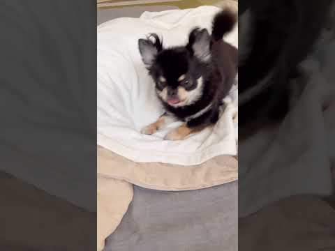 お兄ちゃん起きない…厳しいって#shorts #チワワ #chihuahua #dog #犬 #ブラックタンチワワ