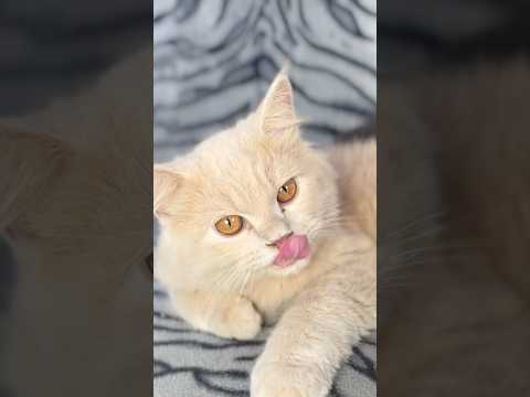 Bhri ho gai ha 3now Masha Allah ♥️ #youtubeshorts #cat #kittty #catlover #funnyshorts