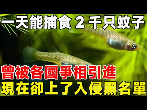 一天能捕食2千只蚊子，曾被各國爭相引進，現在卻上了入侵黑名單#科普 #科普頻道