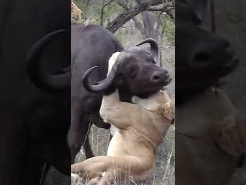 Lioness And Cheetah Attack Video Footage/Animal Attack Videos/Animal Hunting 2022/Buffalo/Wildebeest