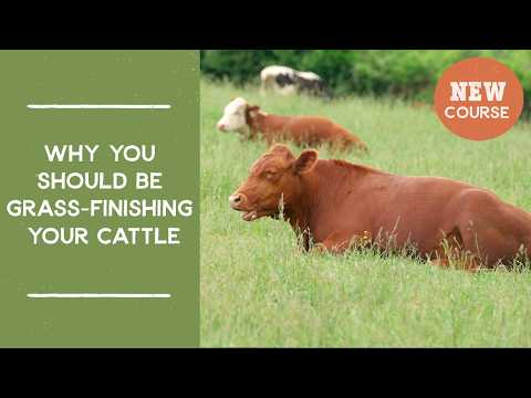 Why you should be grass-finishing your cattle | Joel Salatin's Salad Bar Beef Video Course Trailer