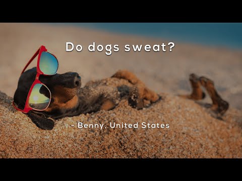 Do dogs sweat?