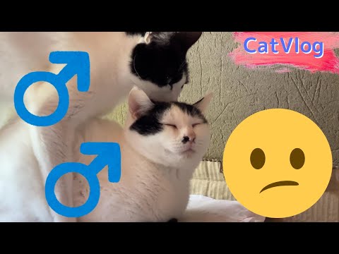 [Cat Vlog😸] "Males say to each other, 'Stop it! It's annoying.' #CuteCat #Cat #Vlog