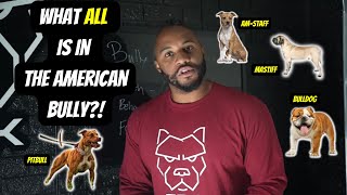 What breeds make up the American bully?!!!