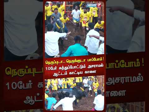 நெருப்புடா... நெருங்குடா பாப்போம்...10 பேர் சுத்துப்போட்டும் அசராமல்ஆட்டம் காட்டிய காளை