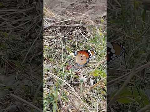 #tigerbutterfly #butterfly 🦋