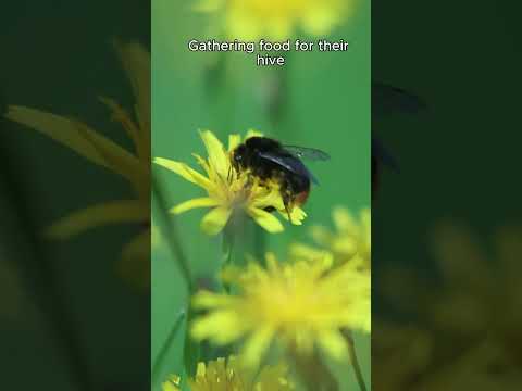 Bee Life in a Day: Nature's Busy Pollinators #shorts #bee #animalkingdom