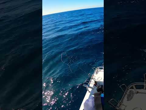 ⚓️SURFISHER🪝 catching baby Tuna in the Indian Ocean 🐟