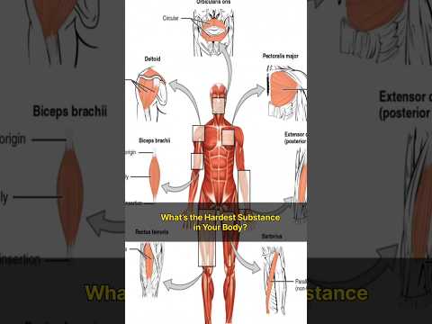 The Hardest Substance in Your Body 😯 #educationalshorts #facts #didyouknowscience #10k #learnfacts