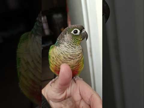 Adorable Green Cheek Conure Marble Cute Morning Moments 🥰🦜 #cockatielscraze #birdscharm #cutepets