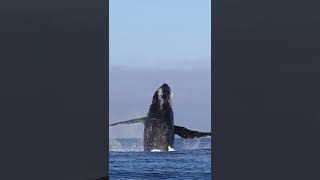 The name of this #whale is angel wings #wildlife #drone #funny #wildlife #wildlifephotography #tail