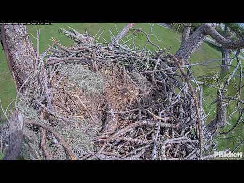 Southwest Florida Eagle Cam - Cam #2