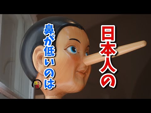 日本人の鼻が低い理由👃 　◆知っ得◆雑学