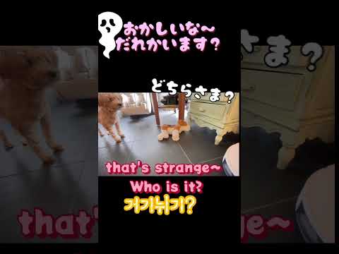 ロボットにビビるわんちゃん#short