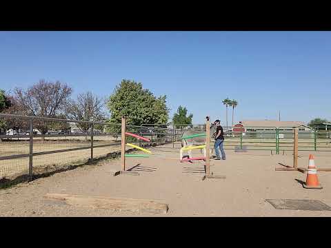 Sancho's 1st time over obstacle course, session 1 part 4