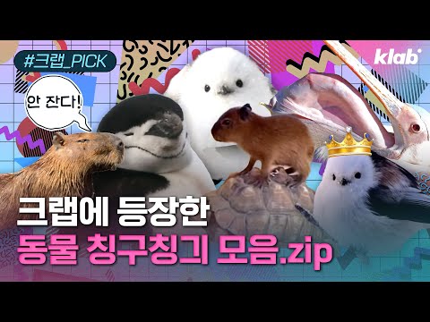 [모아보기] 2024년 크랩을 빛낸 동물 총결산｜크랩