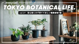 安くて可愛くてとにかく楽に育つ、初心者にオススメな7種の観葉植物たち【TBL31】