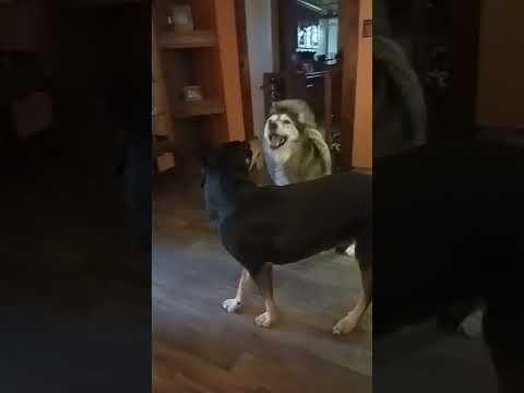 Dog Battle! 🐶 Epic Showdown #FunnyDogs #DogLovers @Sukoto140