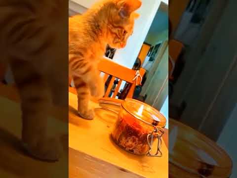 Orange cat behavior #cat #pets #funnypets #funnycats #shorts