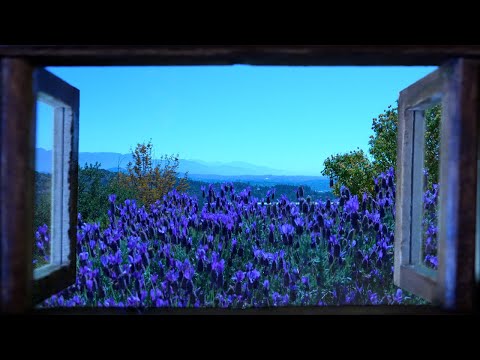 Lavender Hillside Window View - Relaxing Video!