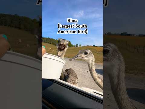 Feeding Rhea: adventurous moment #safaripark #virginia🇺🇸