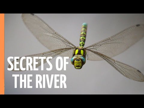 Sapphire Wings: Life on the River | Full Documentary