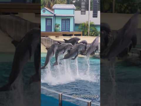 The best part is when they all jump together ❤️🐬