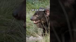 Did You Know Tasmanian Devils Are Almost Immortal?