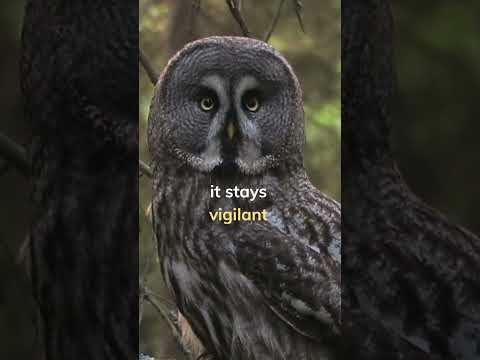 Secrets of the Wise🦉 #StayVigilant #SeeBeyondTheObvious #shorts