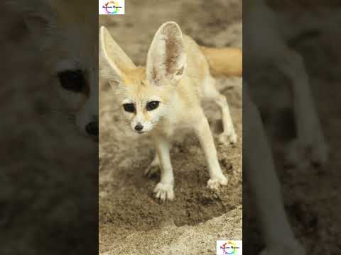 Fennec Fox #shorts #shortsfeed #viral #fox #weirdanimals #facts #rareanimals