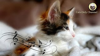 Harp Music to Calm Your Cat - Music for Relaxation and Restful Sleep