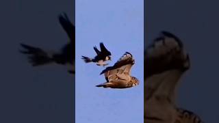 The Fastest Animal on Earth - Peregrine Falcon