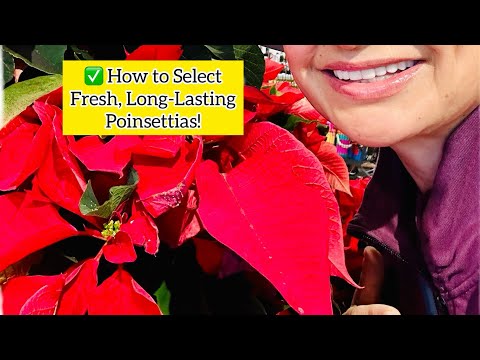 ✅Selecting Fresh Long-Lasting Poinsettia Plants: Look at the Flower! Shirley Bovshow